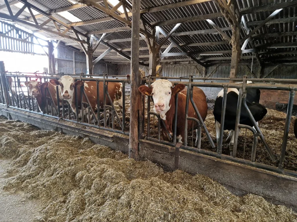 FERME_SCEA Monts d'Arrée_01_20230824_164822 Ferme laitère en bretagne équipé d'un chauffe-eau solaire